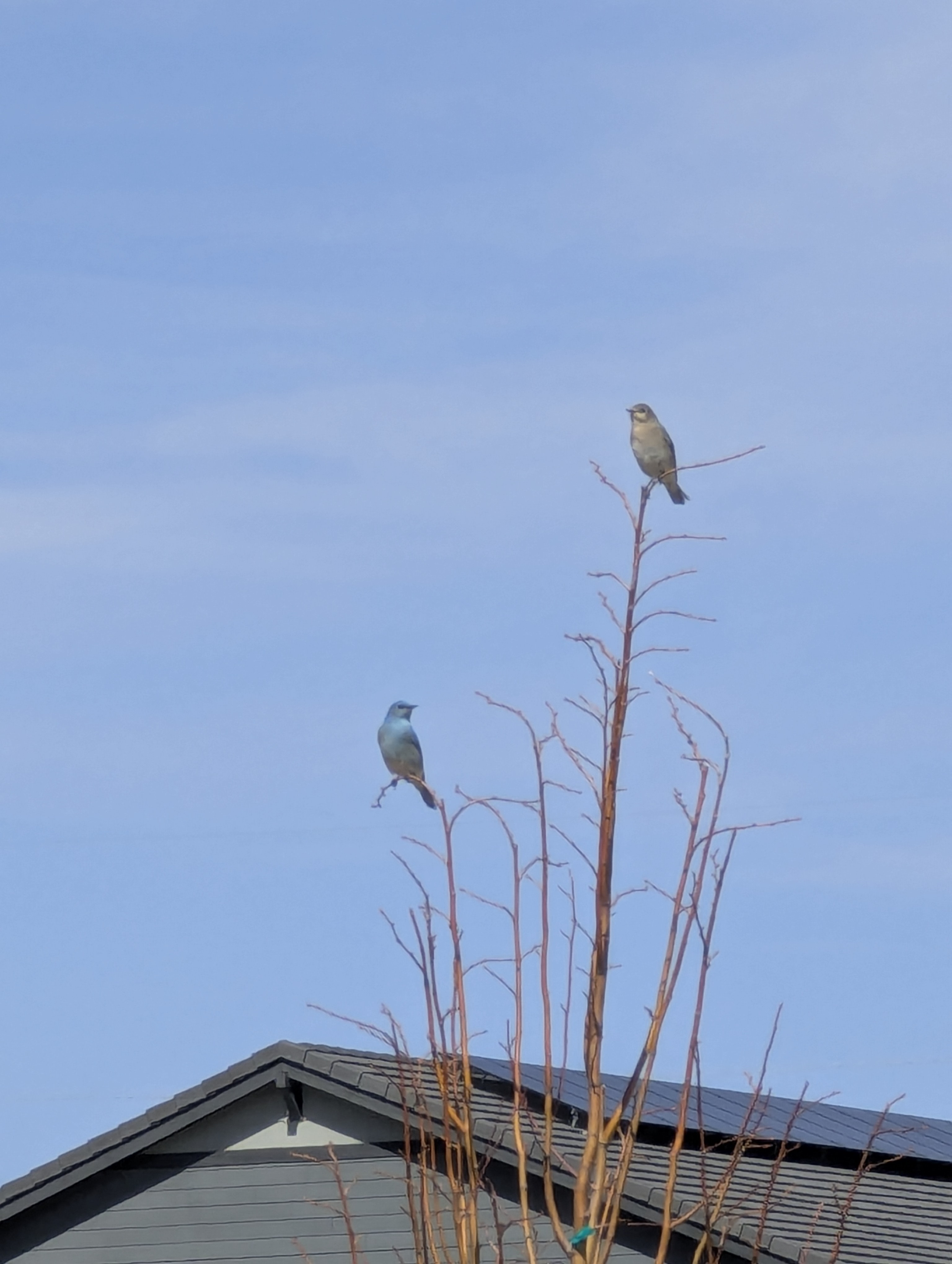 Moutain Bluebirds, Morrison Colorado